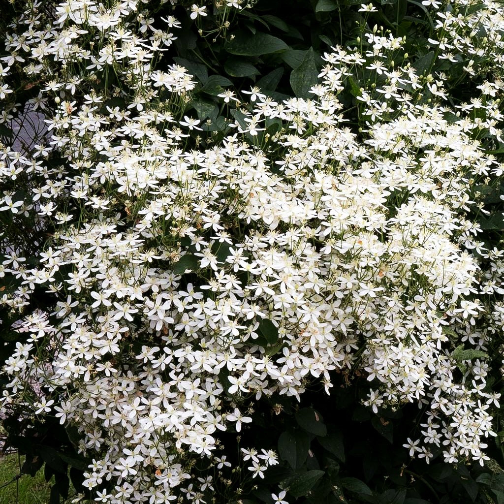 Mandel-Waldrebe (Clematis flammula)