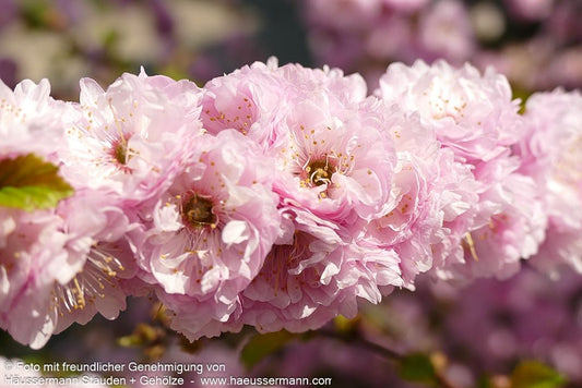 Mandelbäumchen (Prunus triloba)