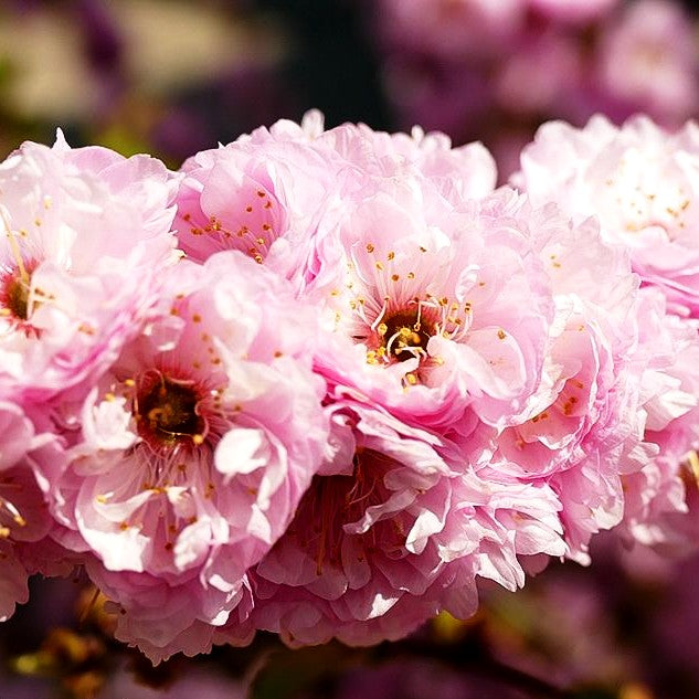 Mandelbäumchen (Prunus triloba)