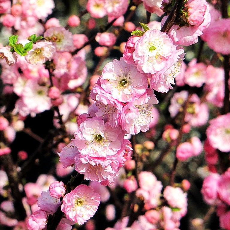Mandelbäumchen (Prunus triloba)