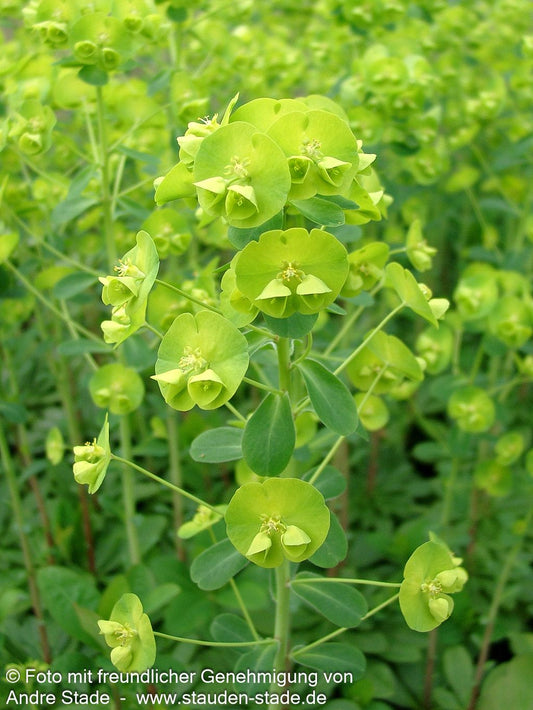Mandelblättrige Wolfsmilch (Euphorbia amygdaloides var. robbiae)