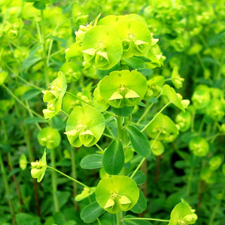 Mandelblättrige Wolfsmilch (Euphorbia amygdaloides var. robbiae)