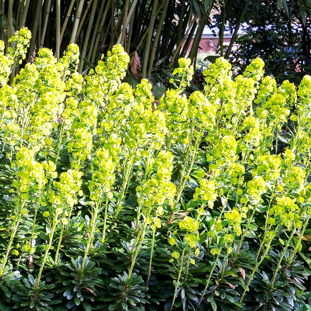 Mandelblättrige Wolfsmilch (Euphorbia amygdaloides var. robbiae)