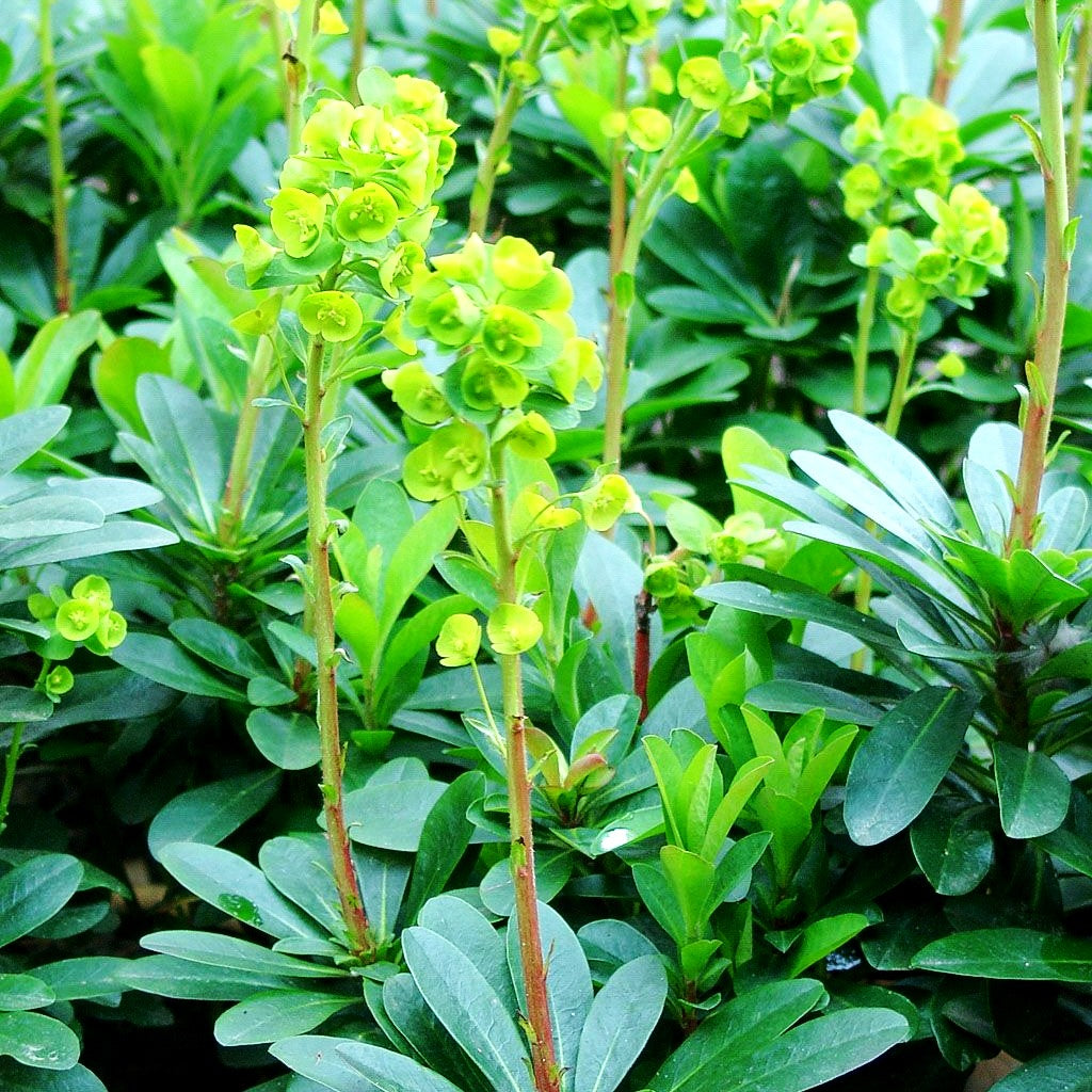 Mandelblättrige Wolfsmilch (Euphorbia amygdaloides var. robbiae)