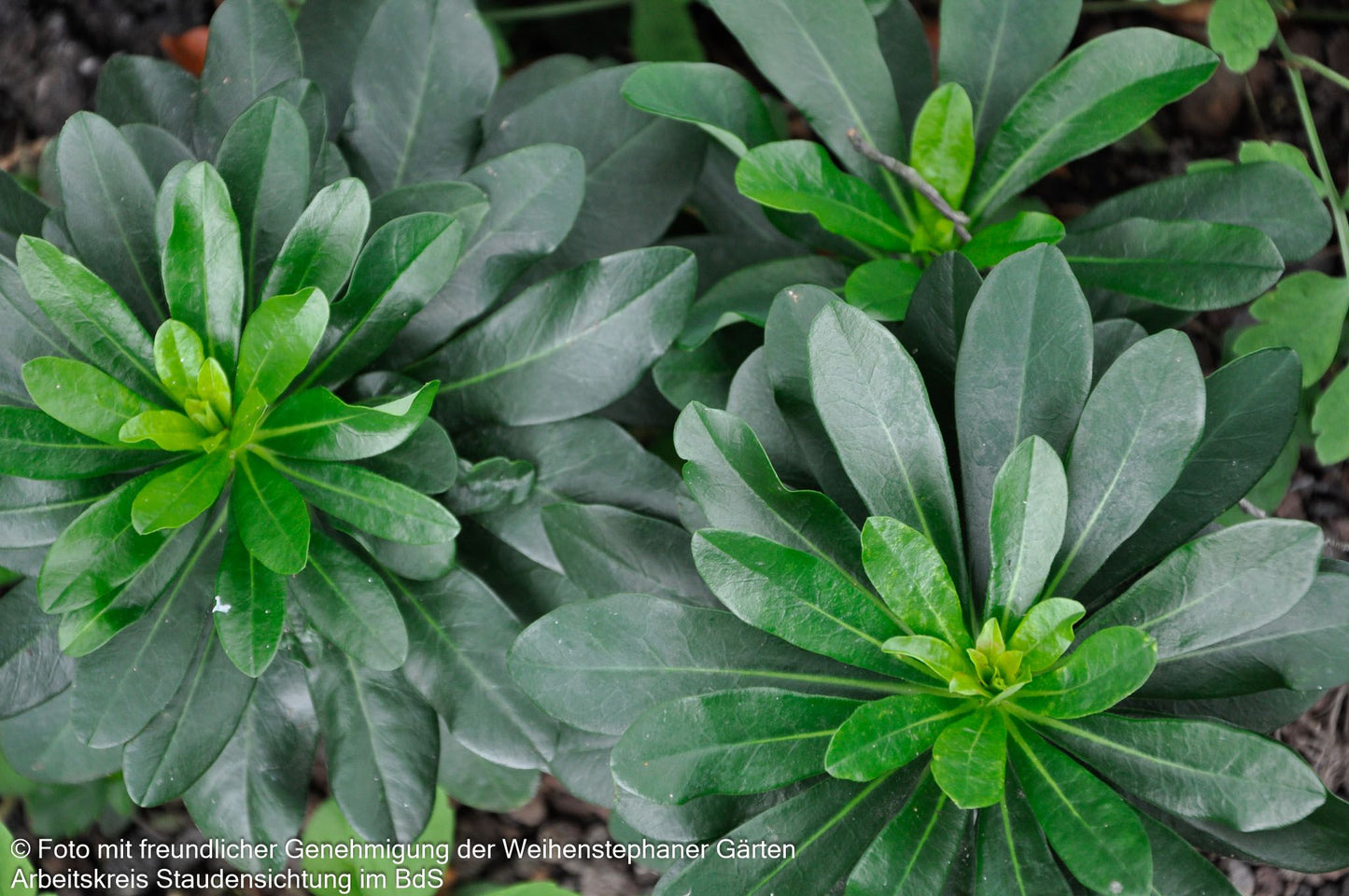Mandelblättrige Wolfsmilch (Euphorbia amygdaloides var. robbiae)