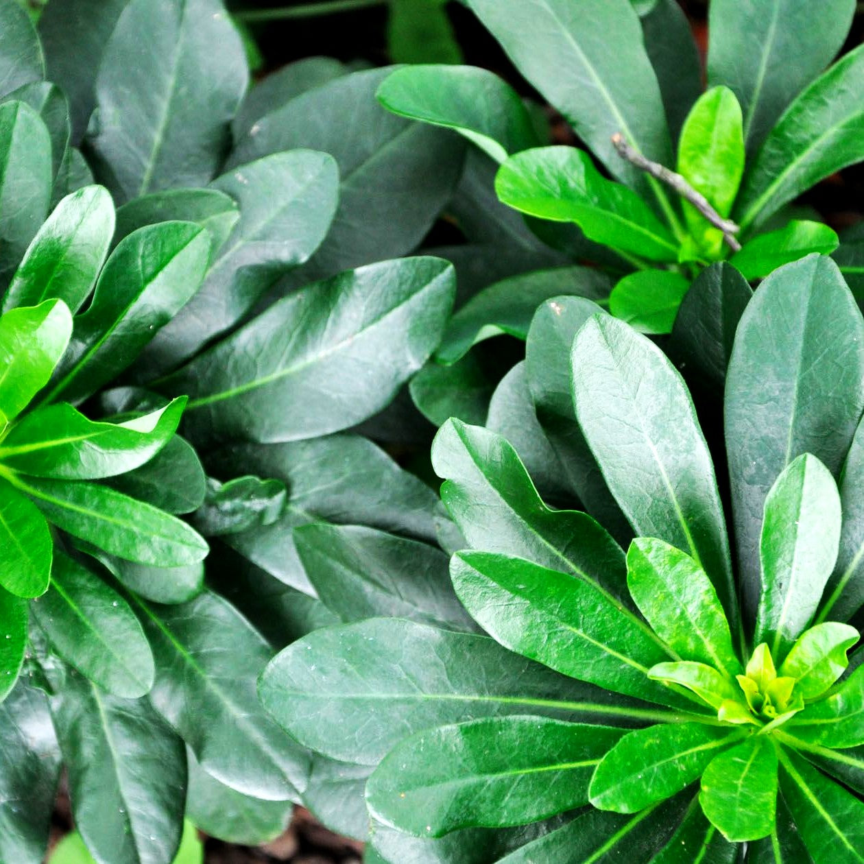 Mandelblättrige Wolfsmilch (Euphorbia amygdaloides var. robbiae)