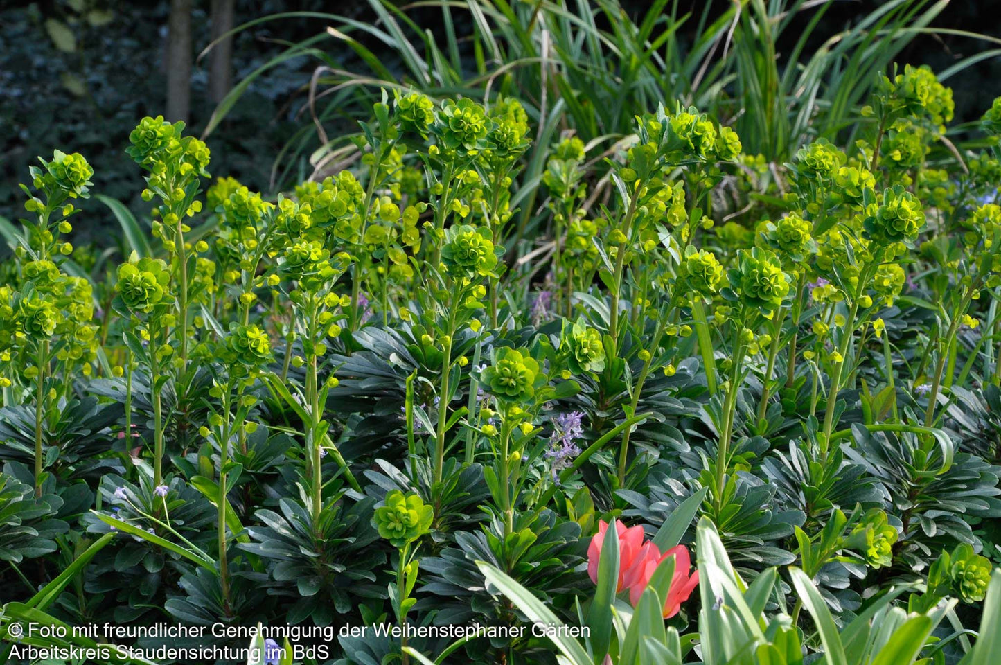 Mandelblättrige Wolfsmilch (Euphorbia amygdaloides var. robbiae)