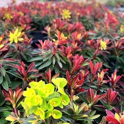 Mandelblättrige Wolfsmilch 'Medea' (Euphorbia amygdaloides)