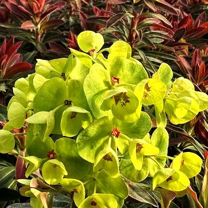 Mandelblättrige Wolfsmilch 'Medea' (Euphorbia amygdaloides)