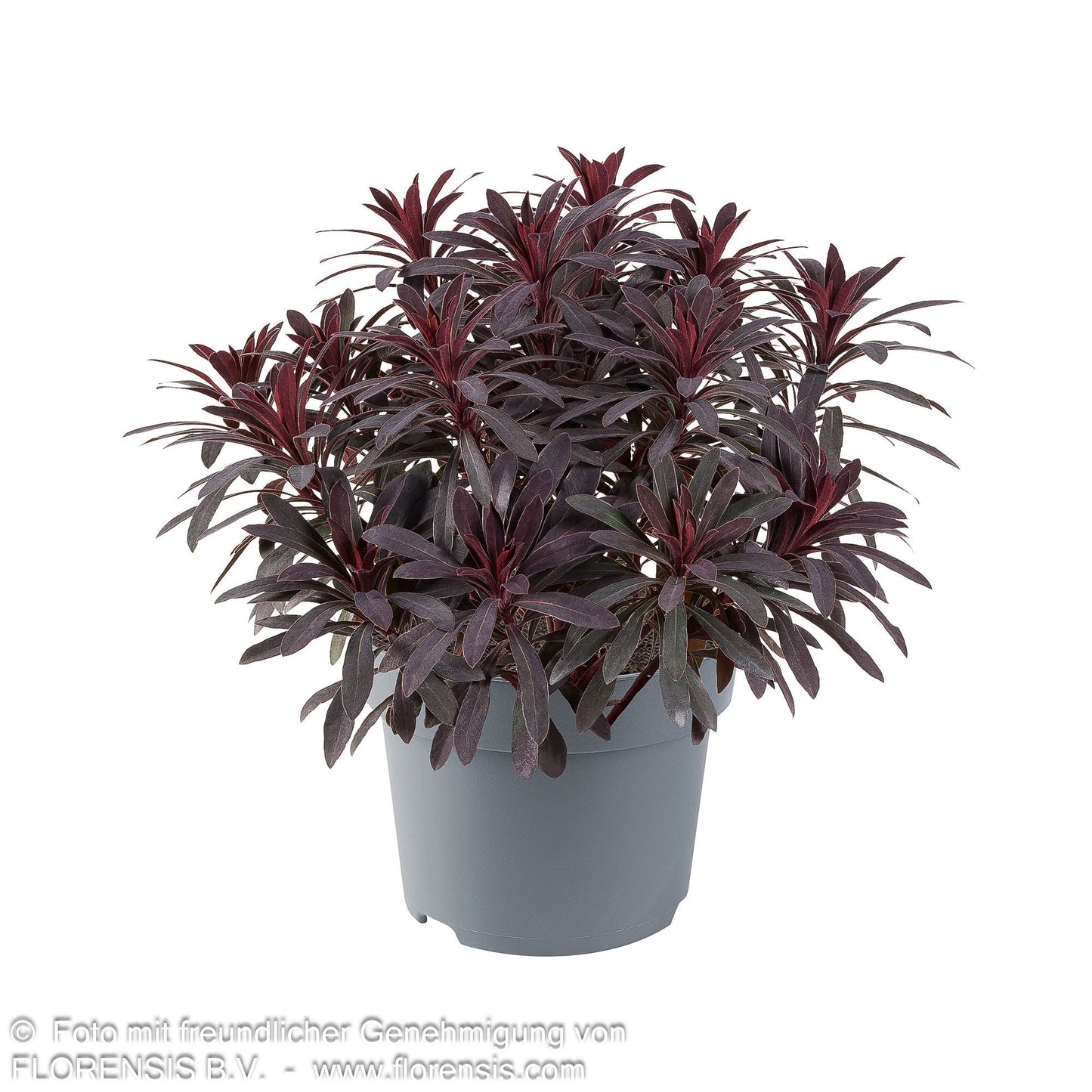 Mandelblättrige Wolfsmilch 'Miners Merlot' (Euphorbia amygdaloides)