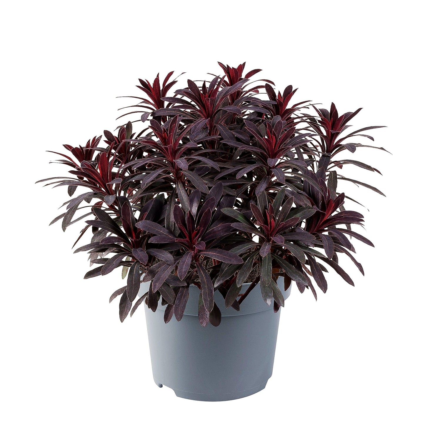 Mandelblättrige Wolfsmilch 'Miners Merlot' (Euphorbia amygdaloides)