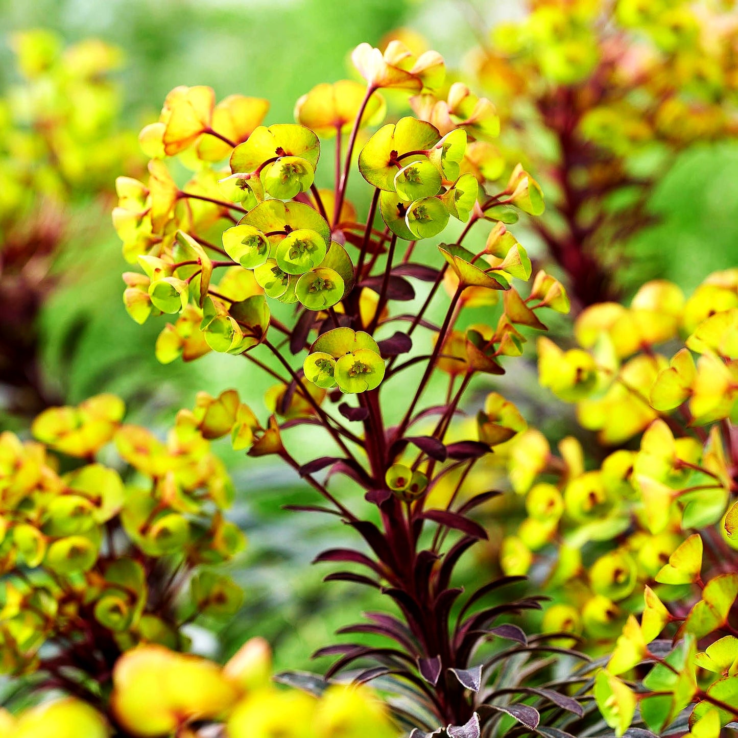 Mandelblättrige Wolfsmilch 'Miners Merlot' (Euphorbia amygdaloides)