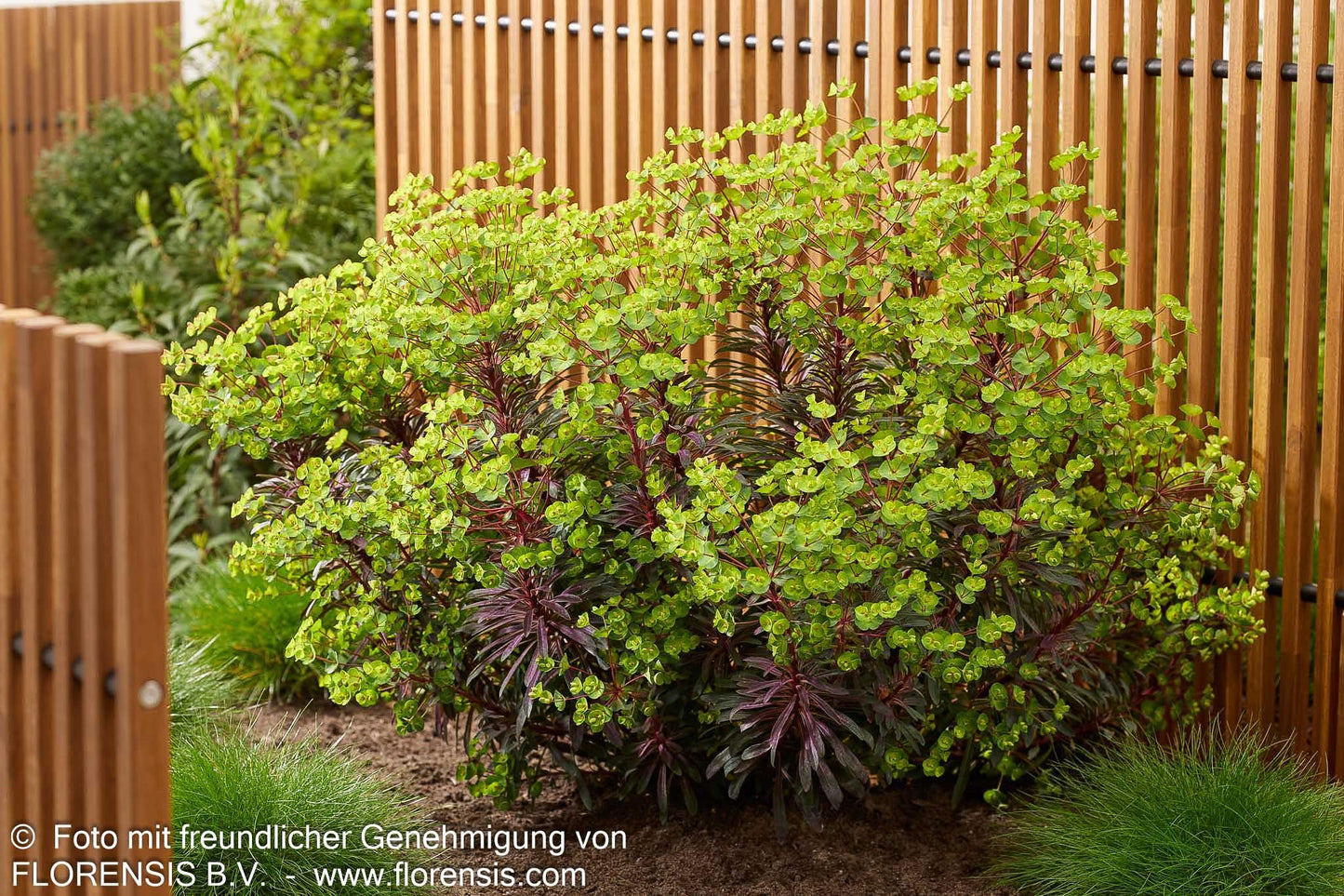 Mandelblättrige Wolfsmilch 'Miners Merlot' (Euphorbia amygdaloides)