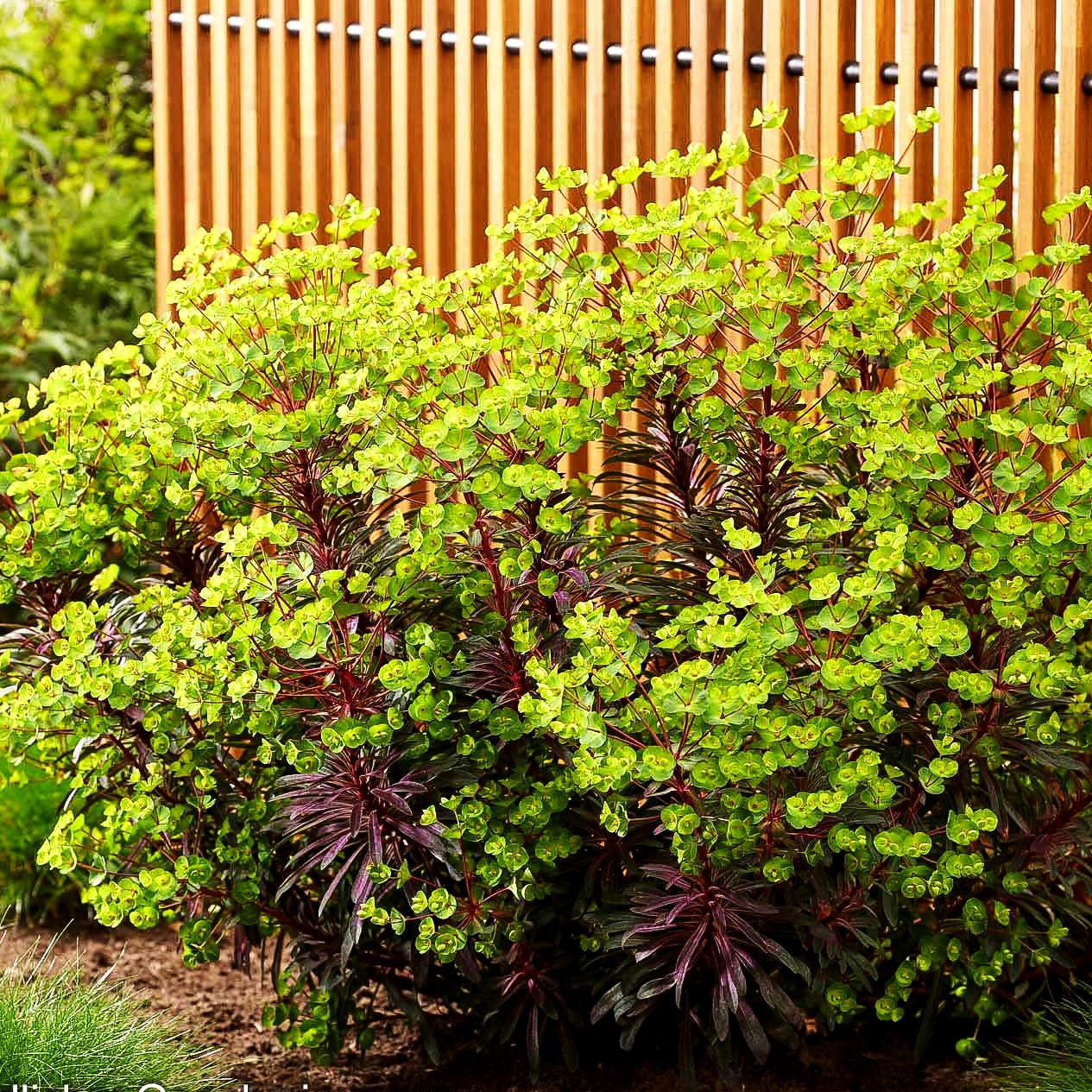 Mandelblättrige Wolfsmilch 'Miners Merlot' (Euphorbia amygdaloides)