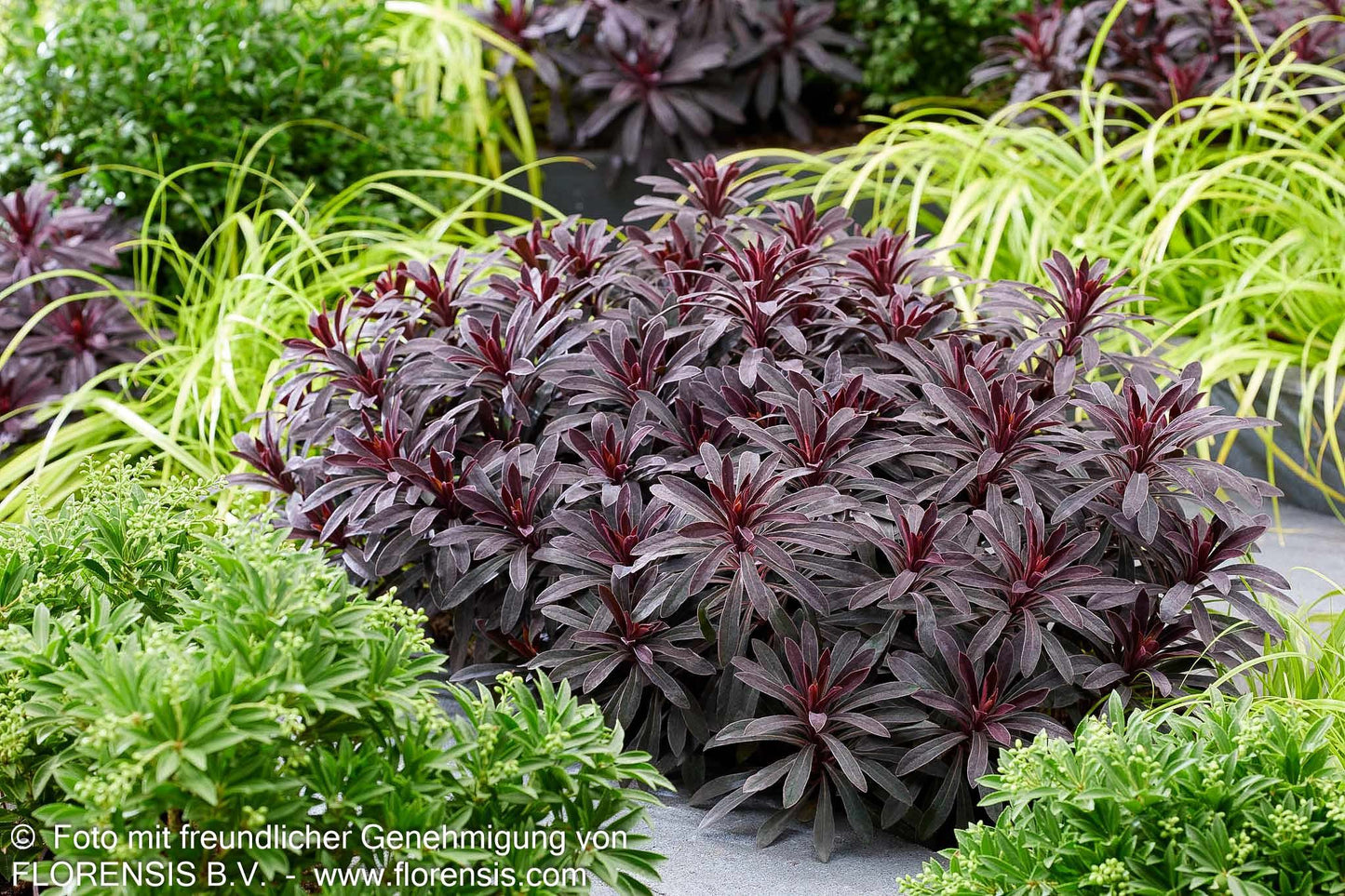 Mandelblättrige Wolfsmilch 'Miners Merlot' (Euphorbia amygdaloides)