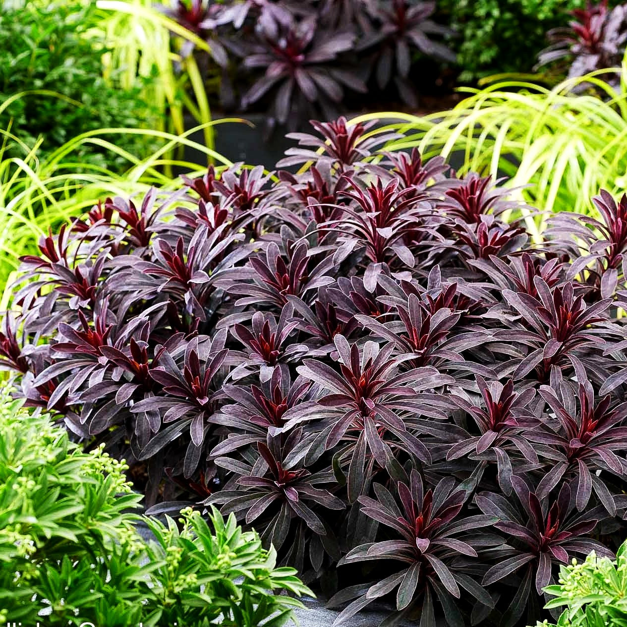 Mandelblättrige Wolfsmilch 'Miners Merlot' (Euphorbia amygdaloides)