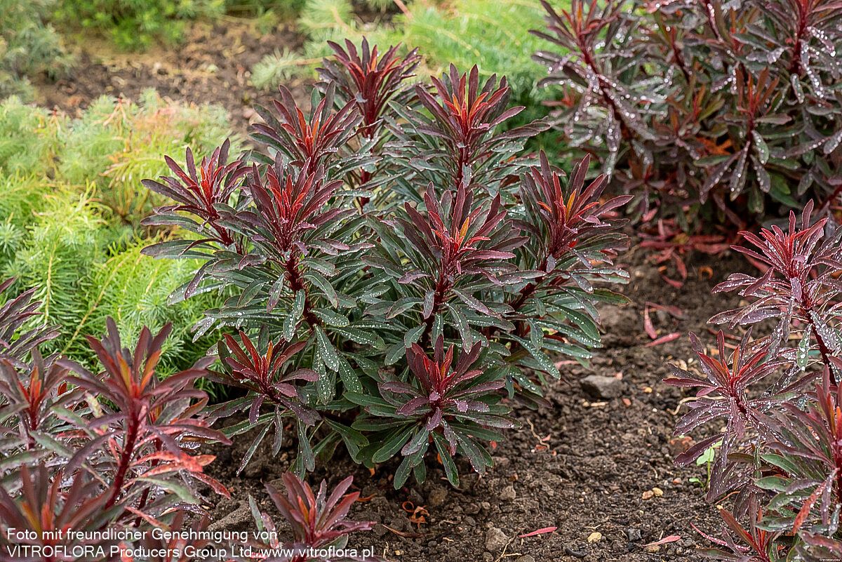 Mandelblättrige Wolfsmilch 'Miners Merlot' (Euphorbia amygdaloides)