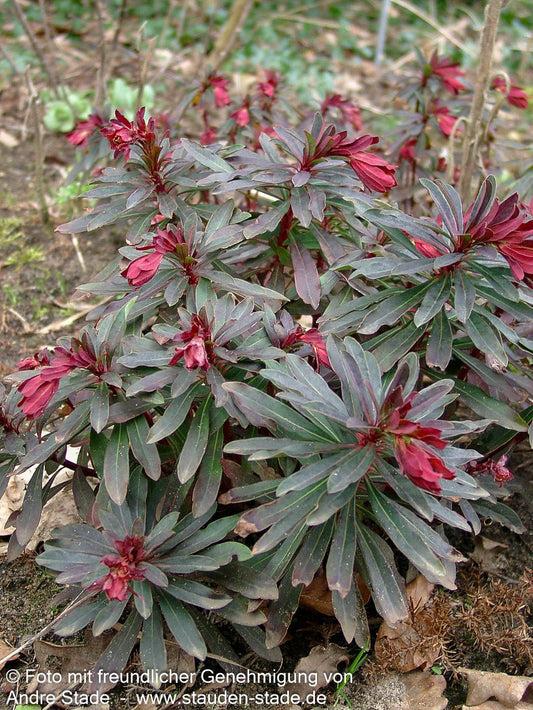 Mandelblättrige Wolfsmilch 'Purpurea' (Euphorbia amygdaloides)