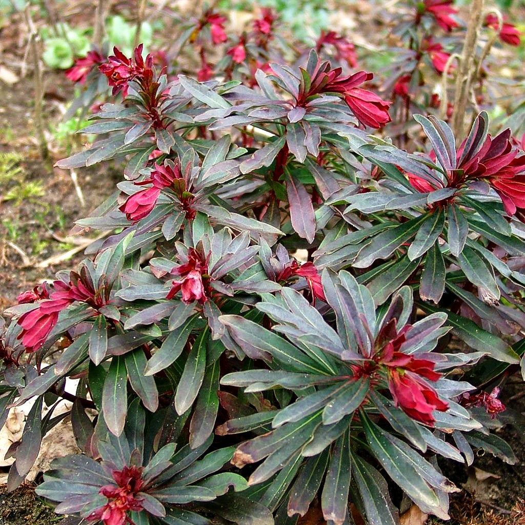 Mandelblättrige Wolfsmilch 'Purpurea' (Euphorbia amygdaloides)