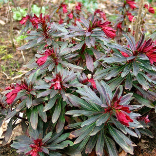 Mandelblättrige Wolfsmilch 'Purpurea' (Euphorbia amygdaloides)
