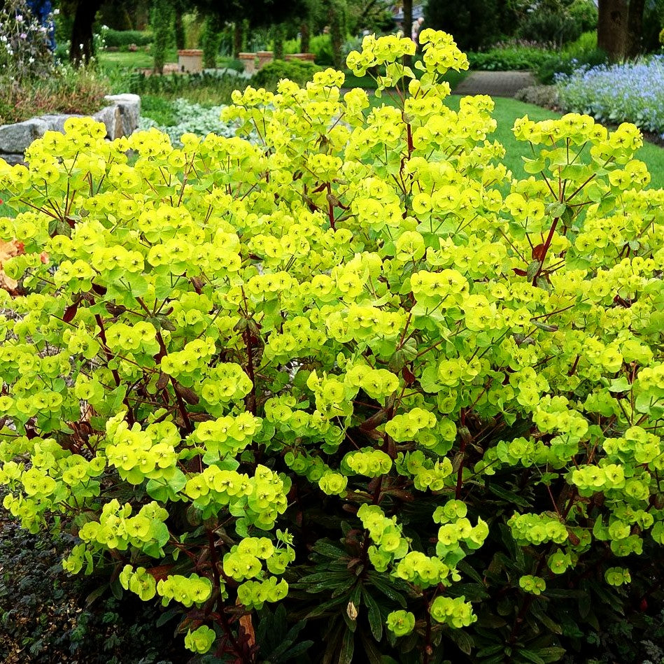 Mandelblättrige Wolfsmilch 'Purpurea' (Euphorbia amygdaloides)