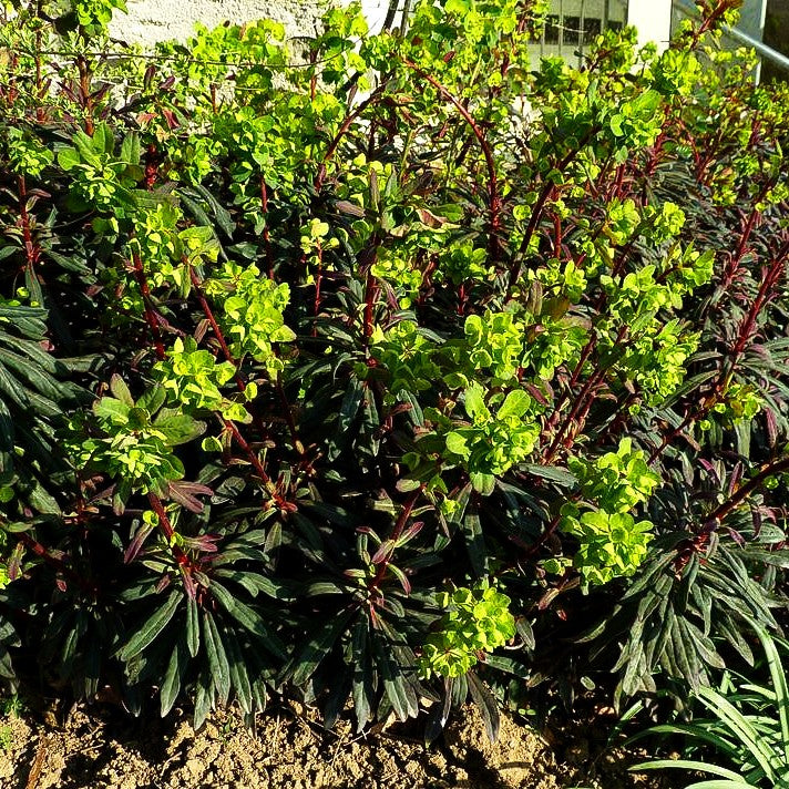 Mandelblättrige Wolfsmilch 'Purpurea' (Euphorbia amygdaloides)
