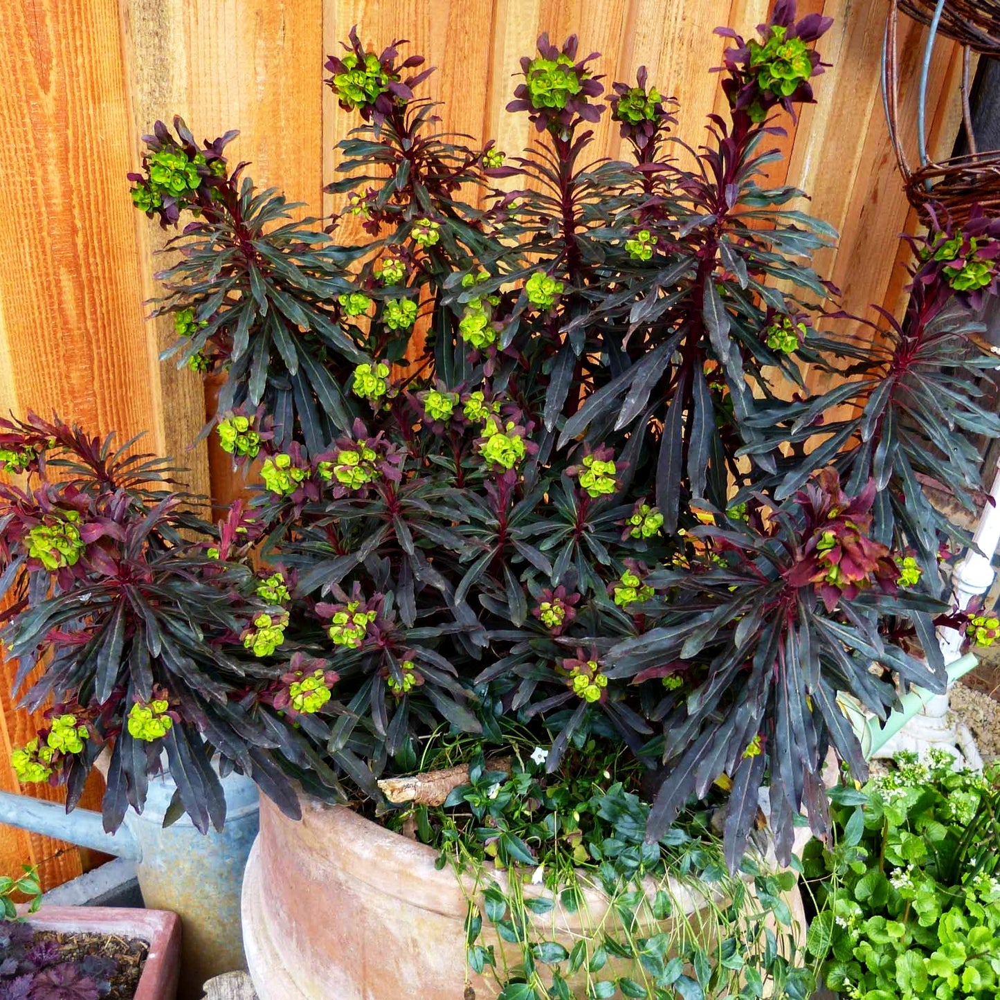 Mandelblättrige Wolfsmilch 'Purpurea' (Euphorbia amygdaloides)