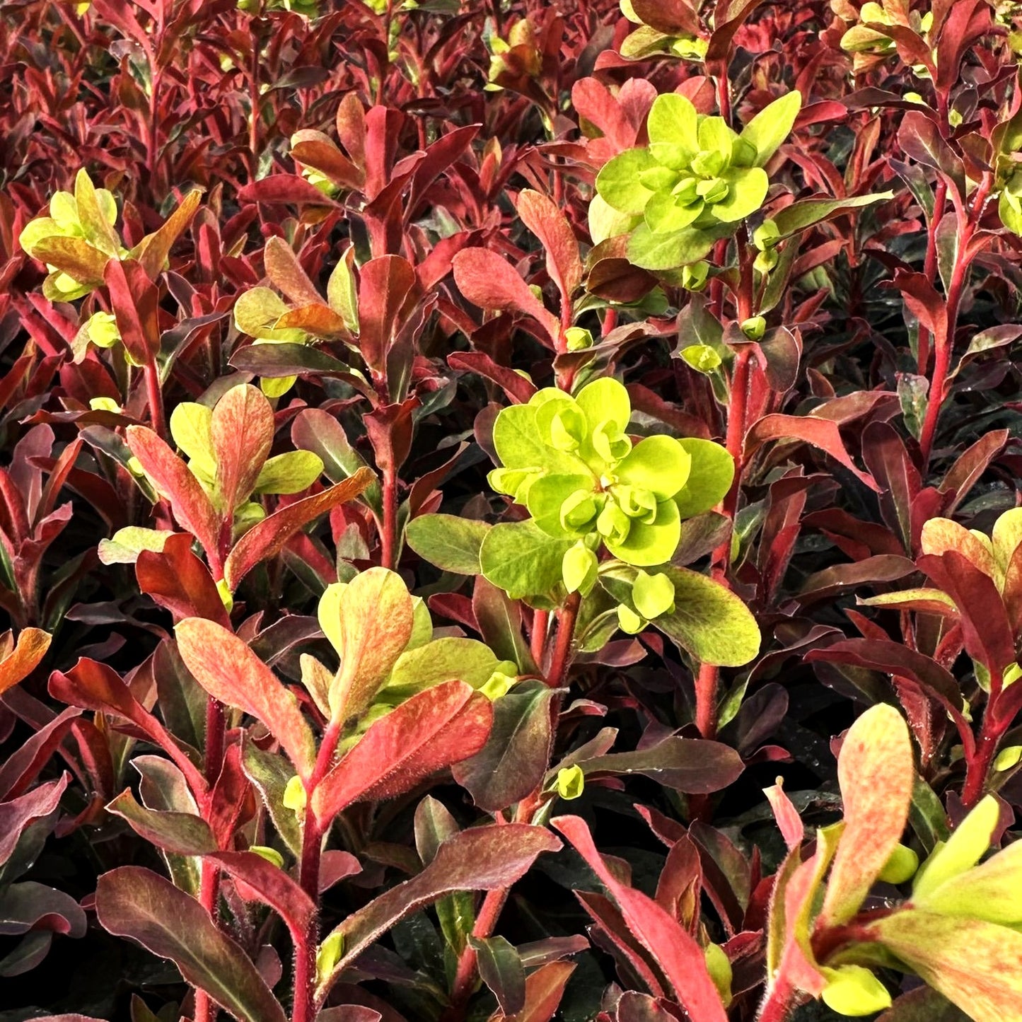 Mandelblättrige Wolfsmilch 'Xenia' (Euphorbia amygdaloides)