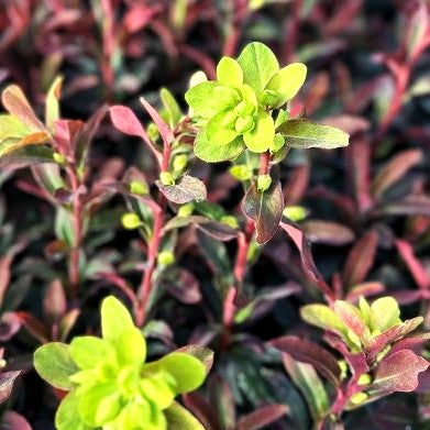 Mandelblättrige Wolfsmilch 'Xenia' (Euphorbia amygdaloides)