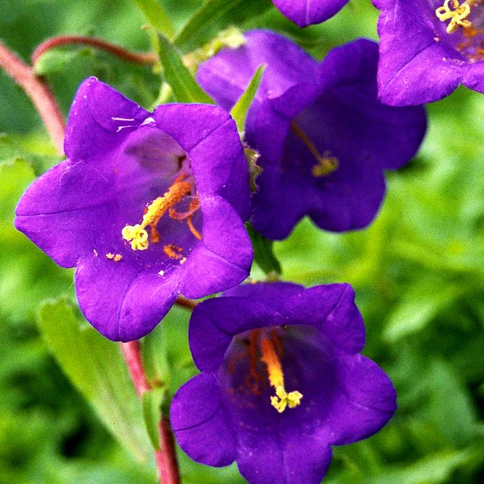 Marien-Glockenblume (Campanula medium, blau)