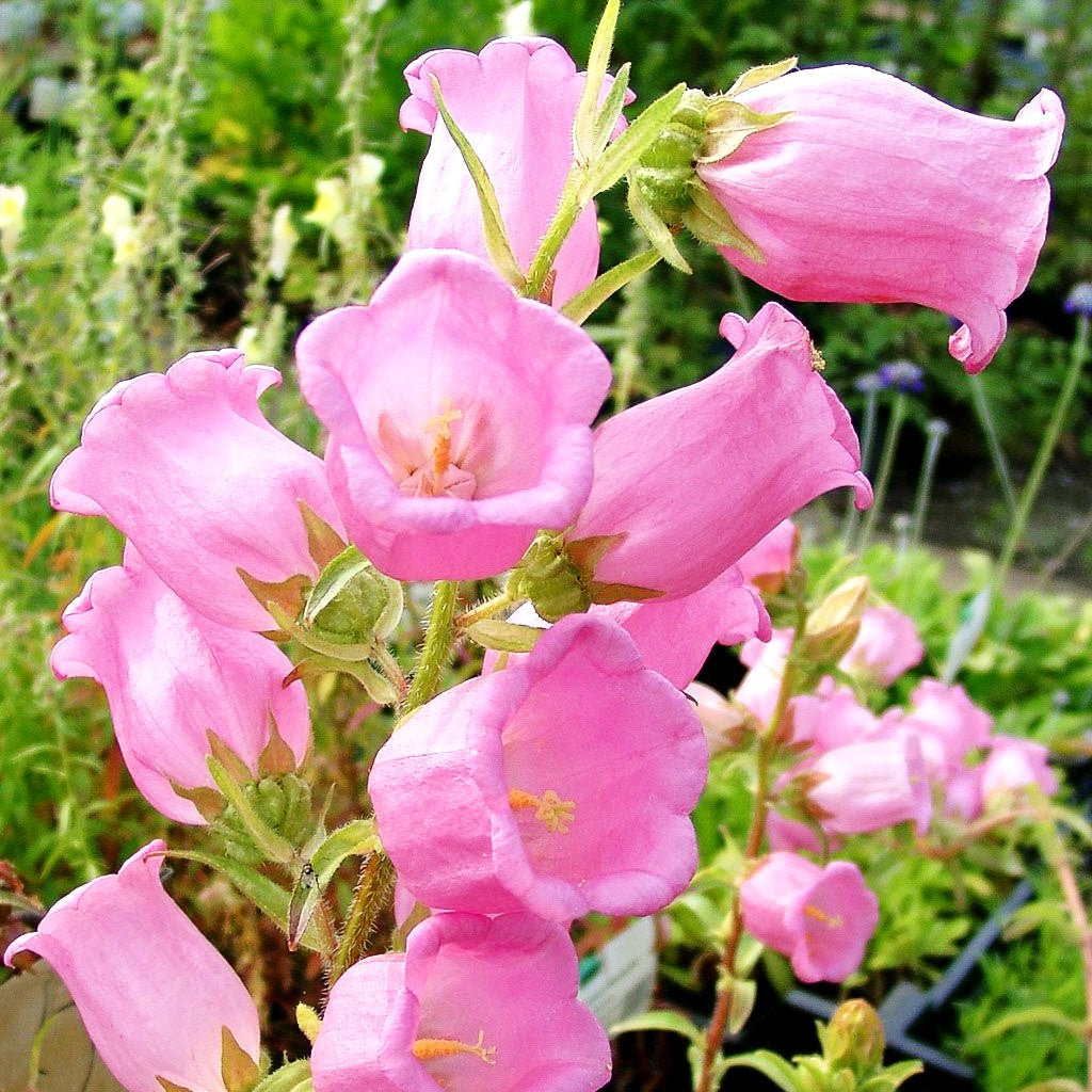Marien-Glockenblume (Campanula medium, rosa)