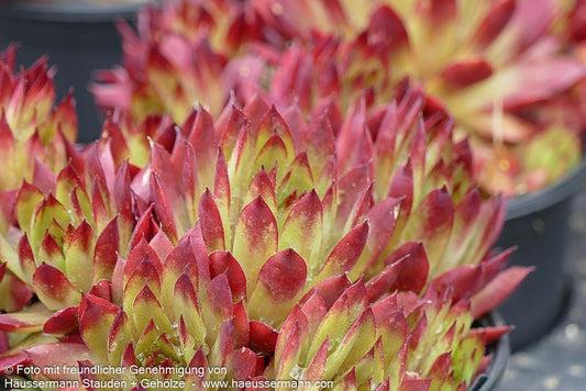 Marmorierte Steinrose 'Ornatum' (Sempervivum marmoreum)