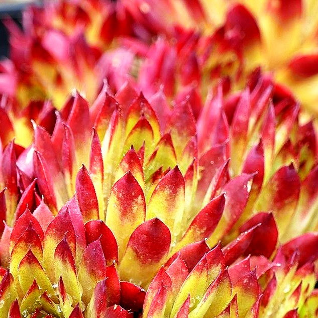 Marmorierte Steinrose 'Ornatum' (Sempervivum marmoreum)