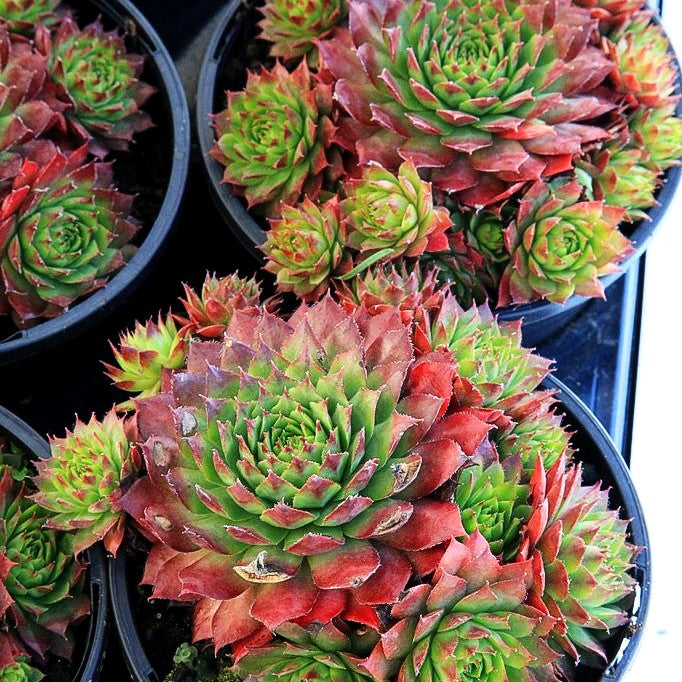 Marmorierte Steinrose 'Ornatum' (Sempervivum marmoreum)
