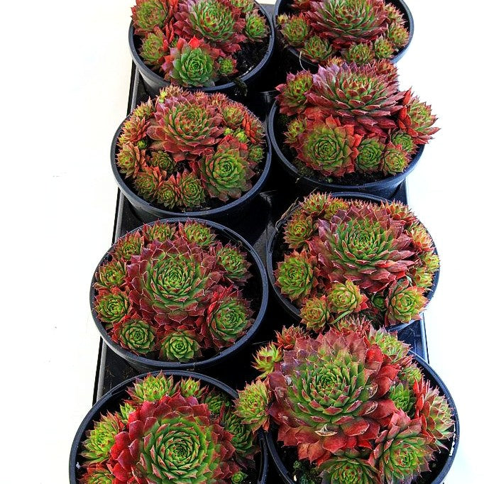 Marmorierte Steinrose 'Ornatum' (Sempervivum marmoreum)
