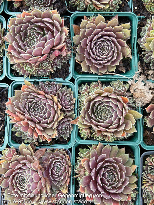 Marmorierte Steinrose 'Pilatus' (Sempervivum marmoreum)