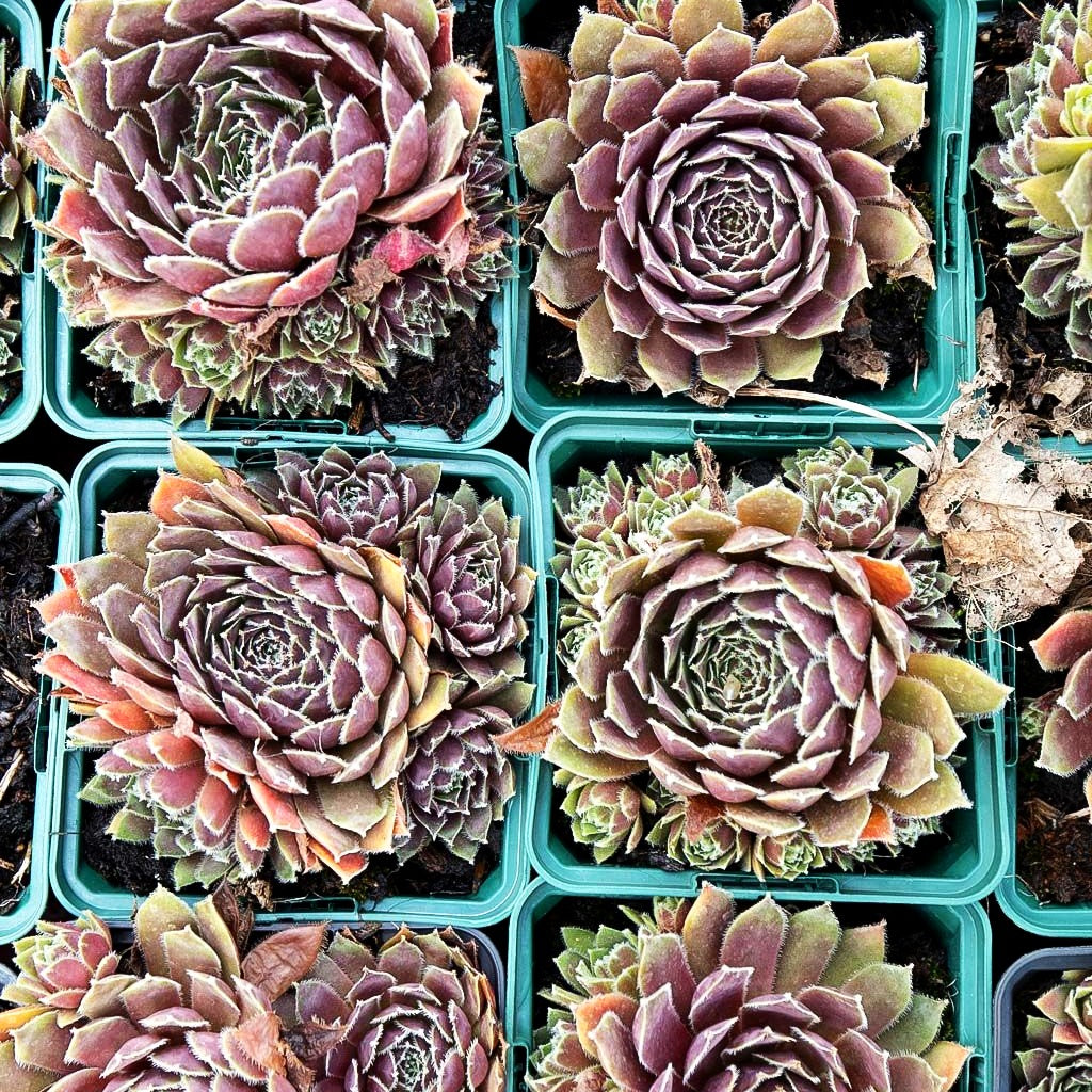 Marmorierte Steinrose 'Pilatus' (Sempervivum marmoreum)