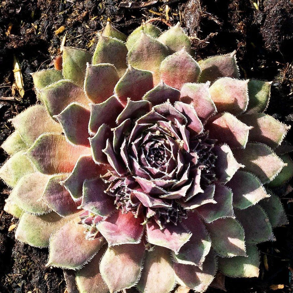 Marmorierte Steinrose 'Pilatus' (Sempervivum marmoreum)