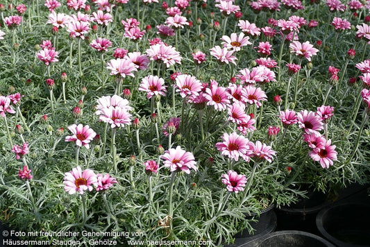 Marokkanische Margerite 'African Rose' (Rhodanthemum hosmariense)
