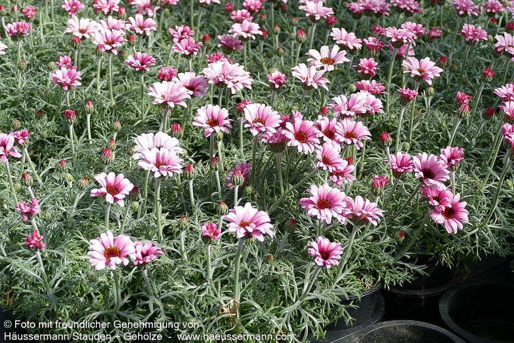 Marokkanische Margerite 'African Rose' (Rhodanthemum hosmariense)