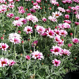 Marokkanische Margerite 'African Rose' (Rhodanthemum hosmariense)