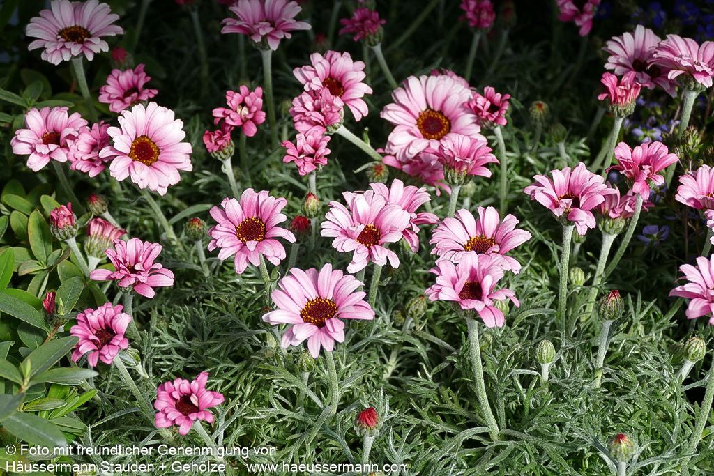 Marokkanische Margerite 'African Rose' (Rhodanthemum hosmariense)