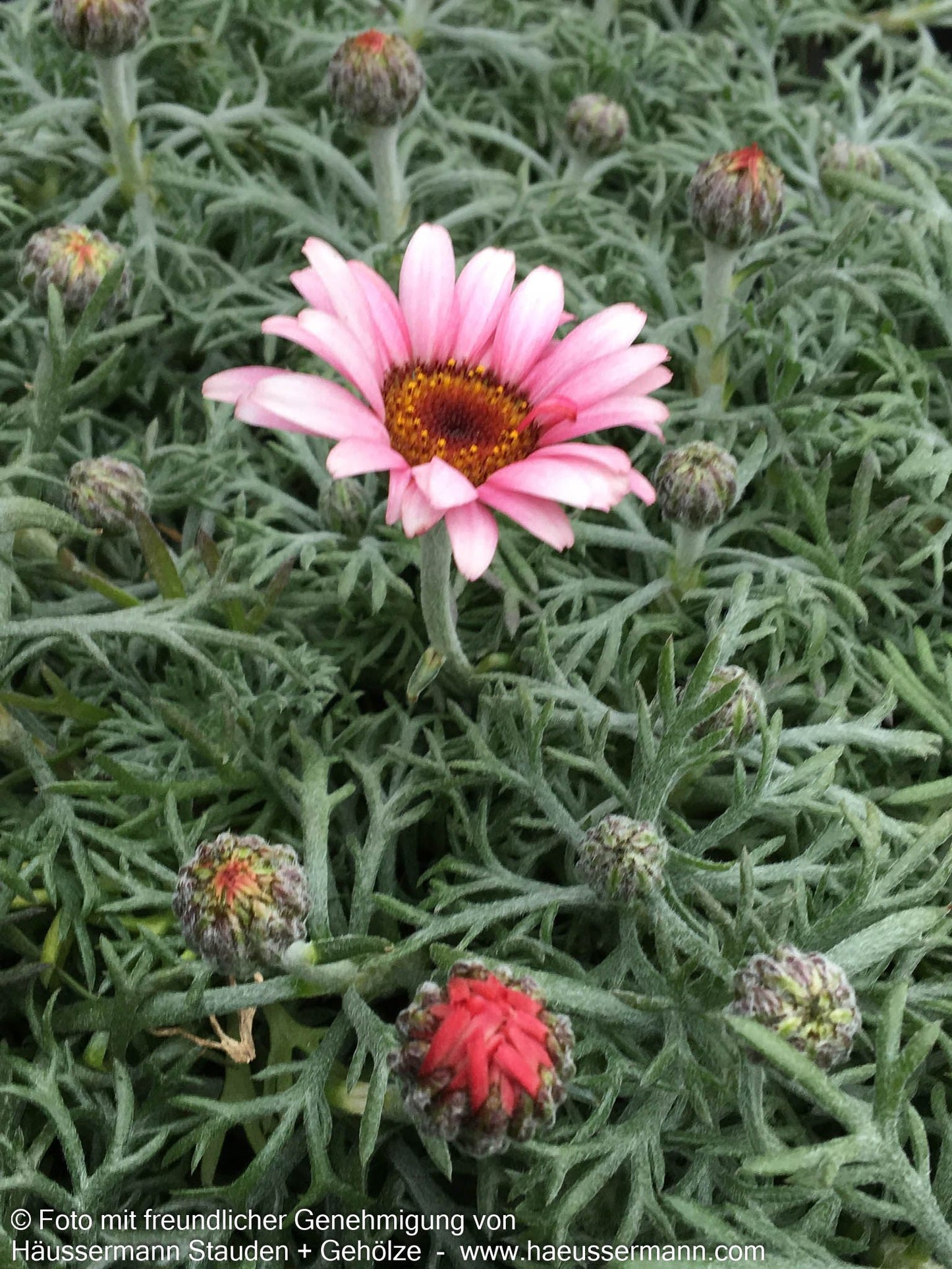 Marokkanische Margerite 'African Rose' (Rhodanthemum hosmariense)