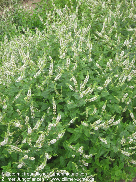 Marokkanische Minze 'Maroccan' (Mentha spicata)
