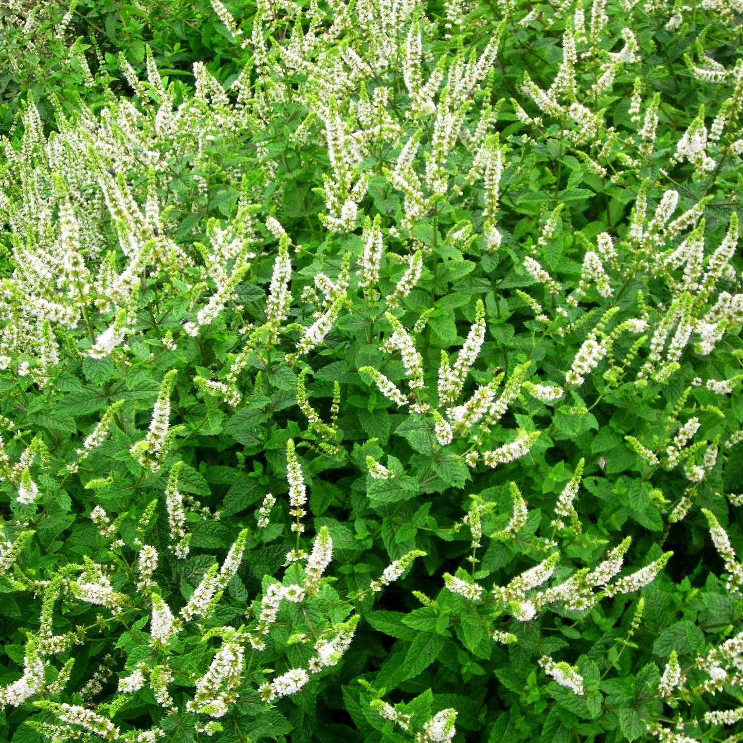 Marokkanische Minze 'Maroccan' (Mentha spicata)