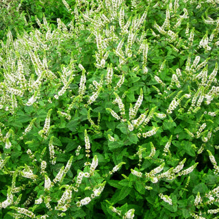 Marokkanische Minze 'Maroccan' (Mentha spicata)