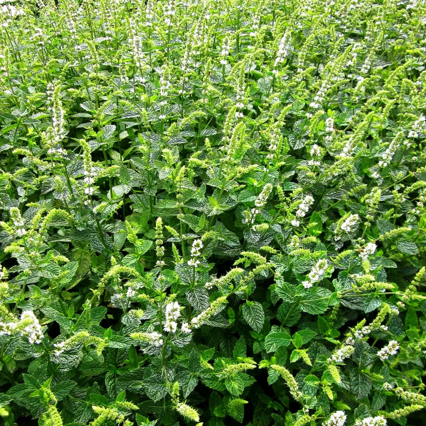Marokkanische Minze 'Maroccan' (Mentha spicata)