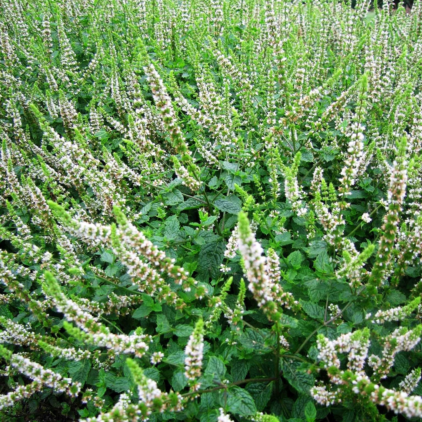 Marokkanische Minze 'Maroccan' (Mentha spicata)