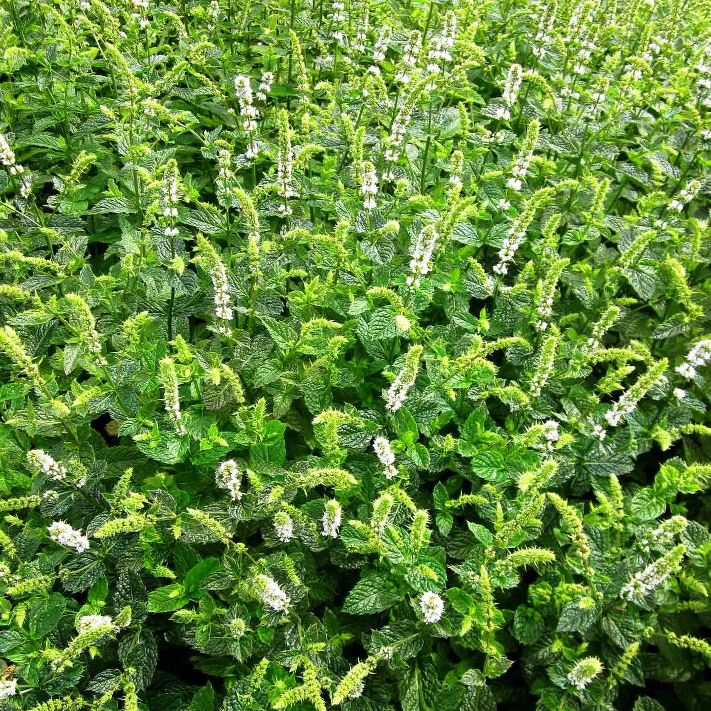 Marokkanische Minze 'Maroccan' (Mentha spicata)