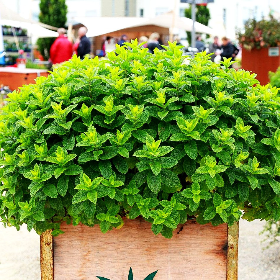 Marokkanische Minze 'Maroccan' (Mentha spicata)